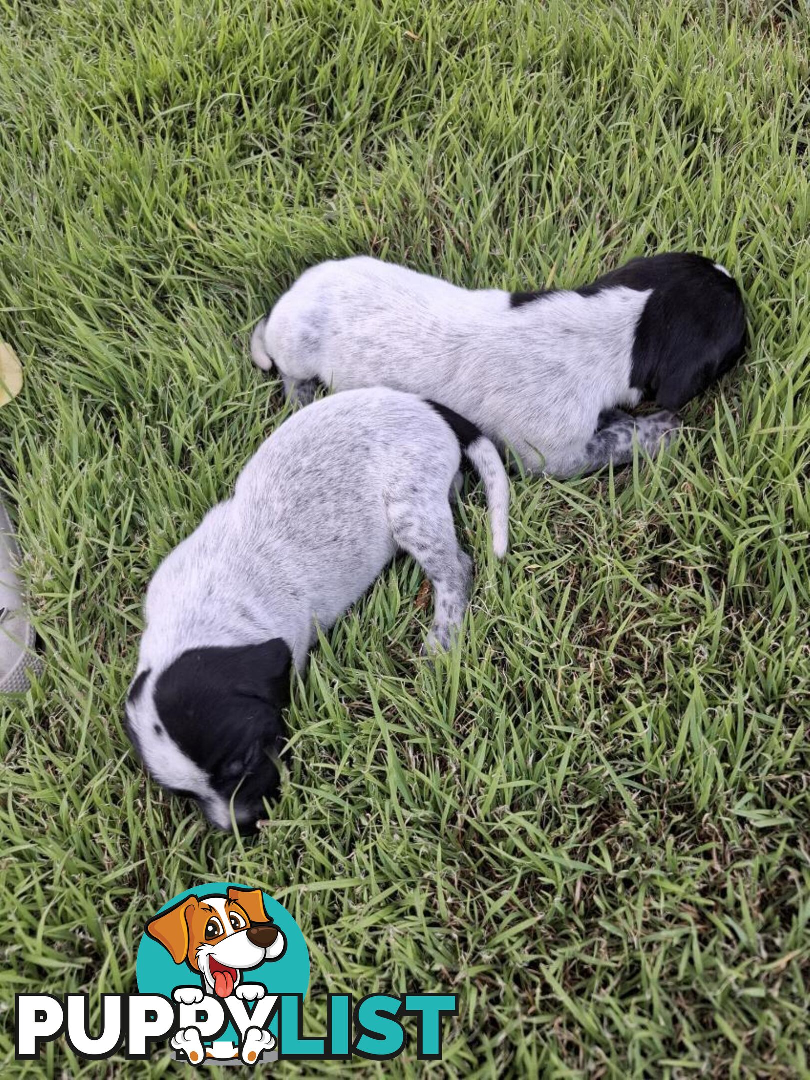 German Shorthaired Pointer