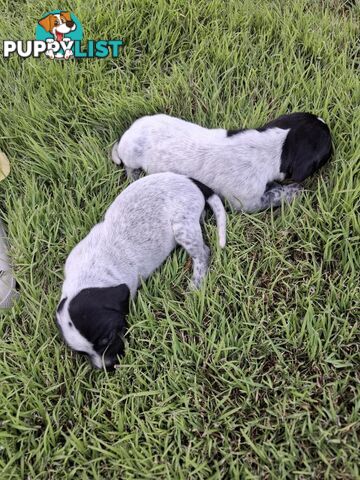 German Shorthaired Pointer