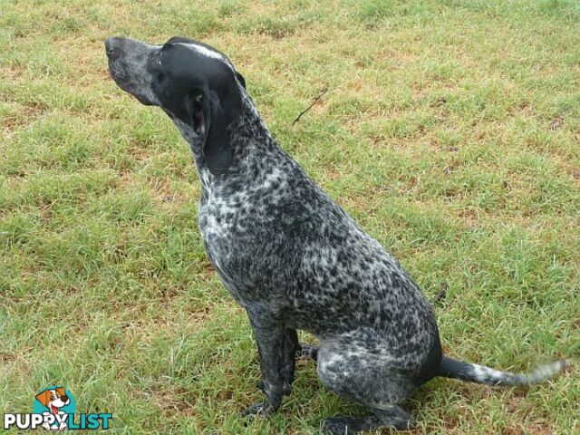 German Shorthaired Pointer