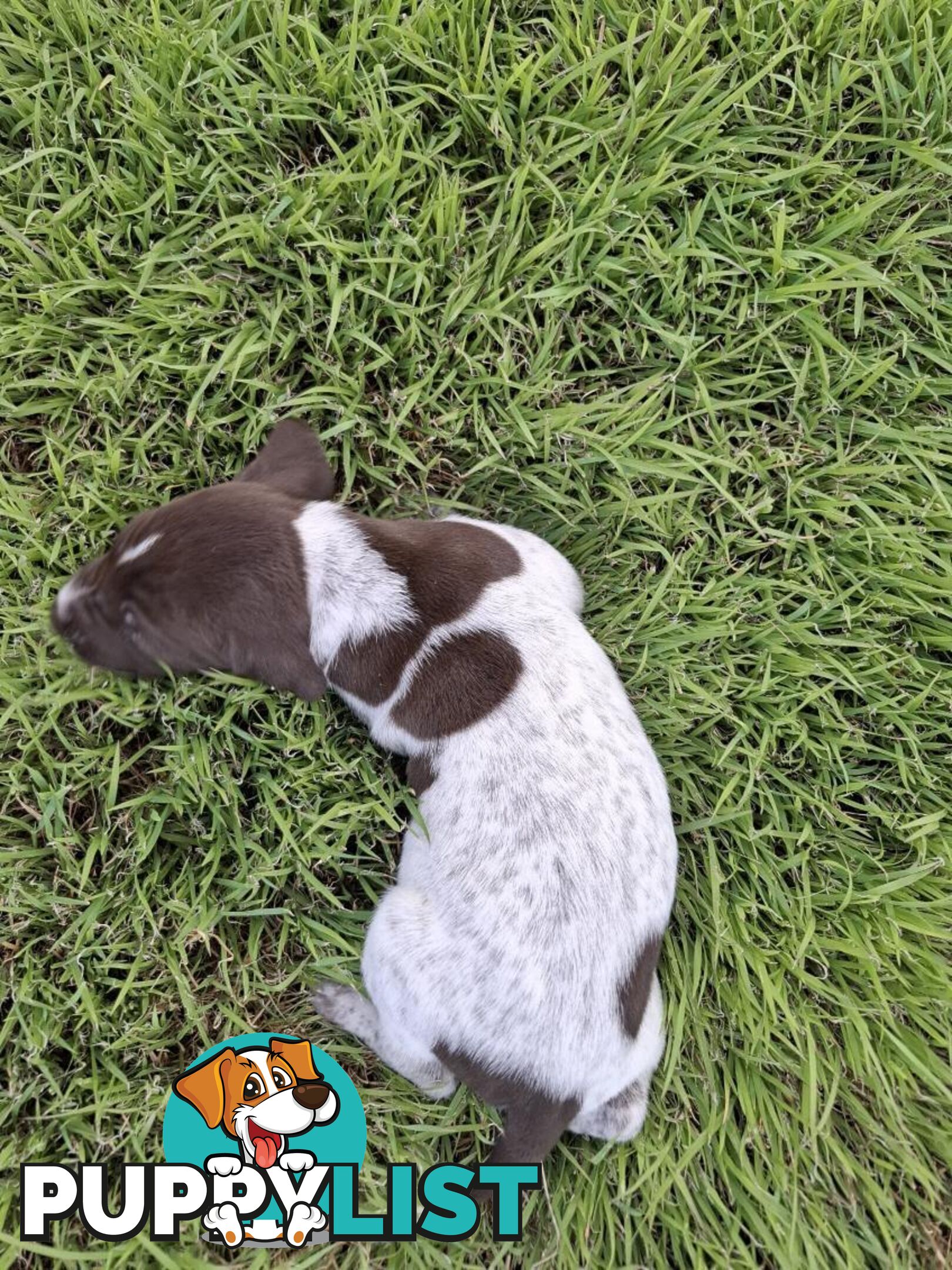 German Shorthaired Pointer