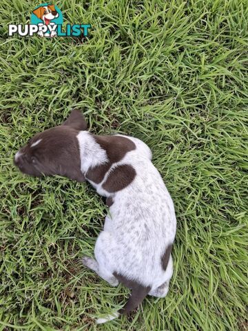 German Shorthaired Pointer