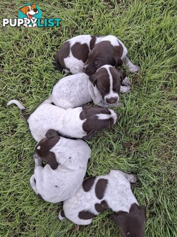 German Shorthaired Pointer