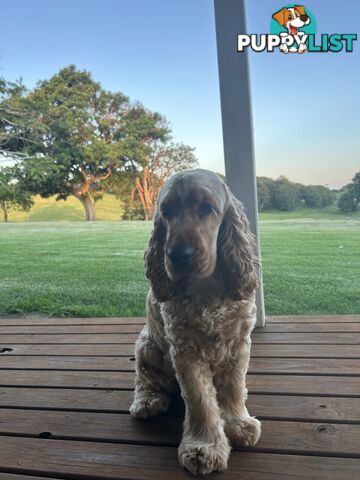 Cocker spaniel male