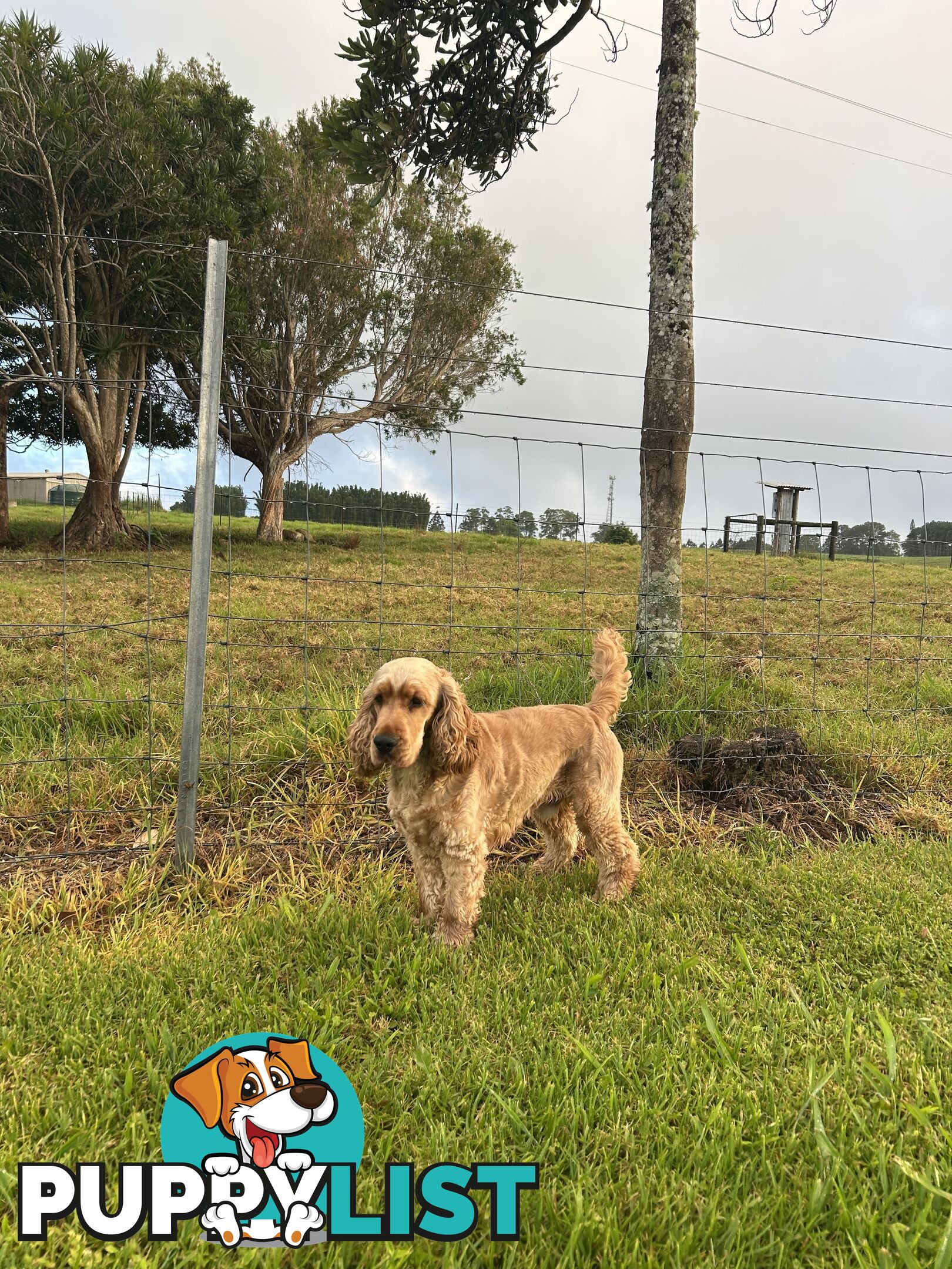 Cocker spaniel male