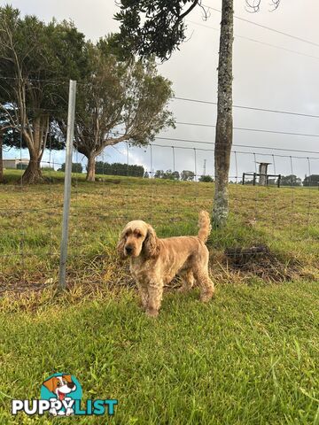 Cocker spaniel male