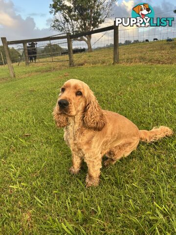 Cocker spaniel male