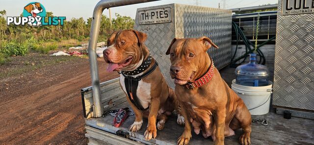 XL AMERICAN BULLY X PITBULL PUPS