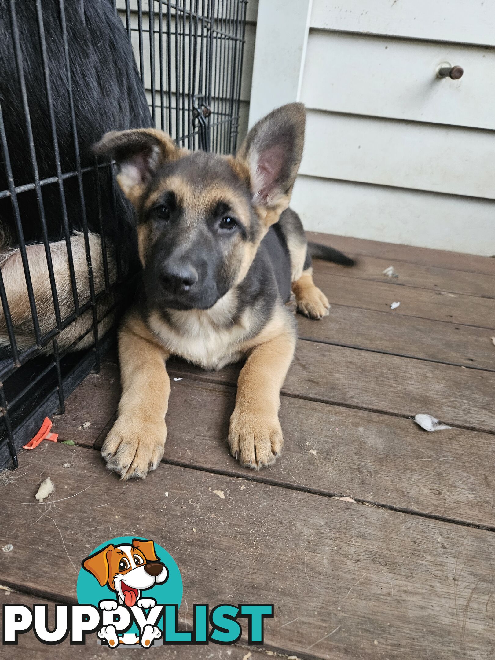 German Shepherd Pups