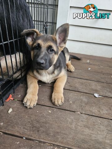 German Shepherd Pups