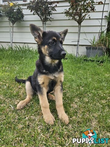 German Shepherd Pups