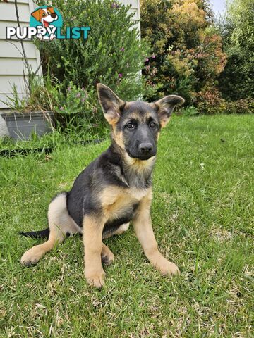 German Shepherd Pups