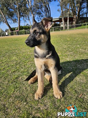 German Shepherd Pups