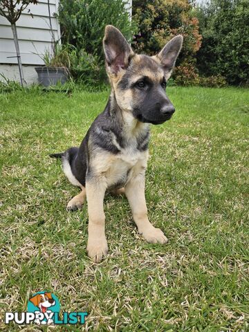 German Shepherd Pups