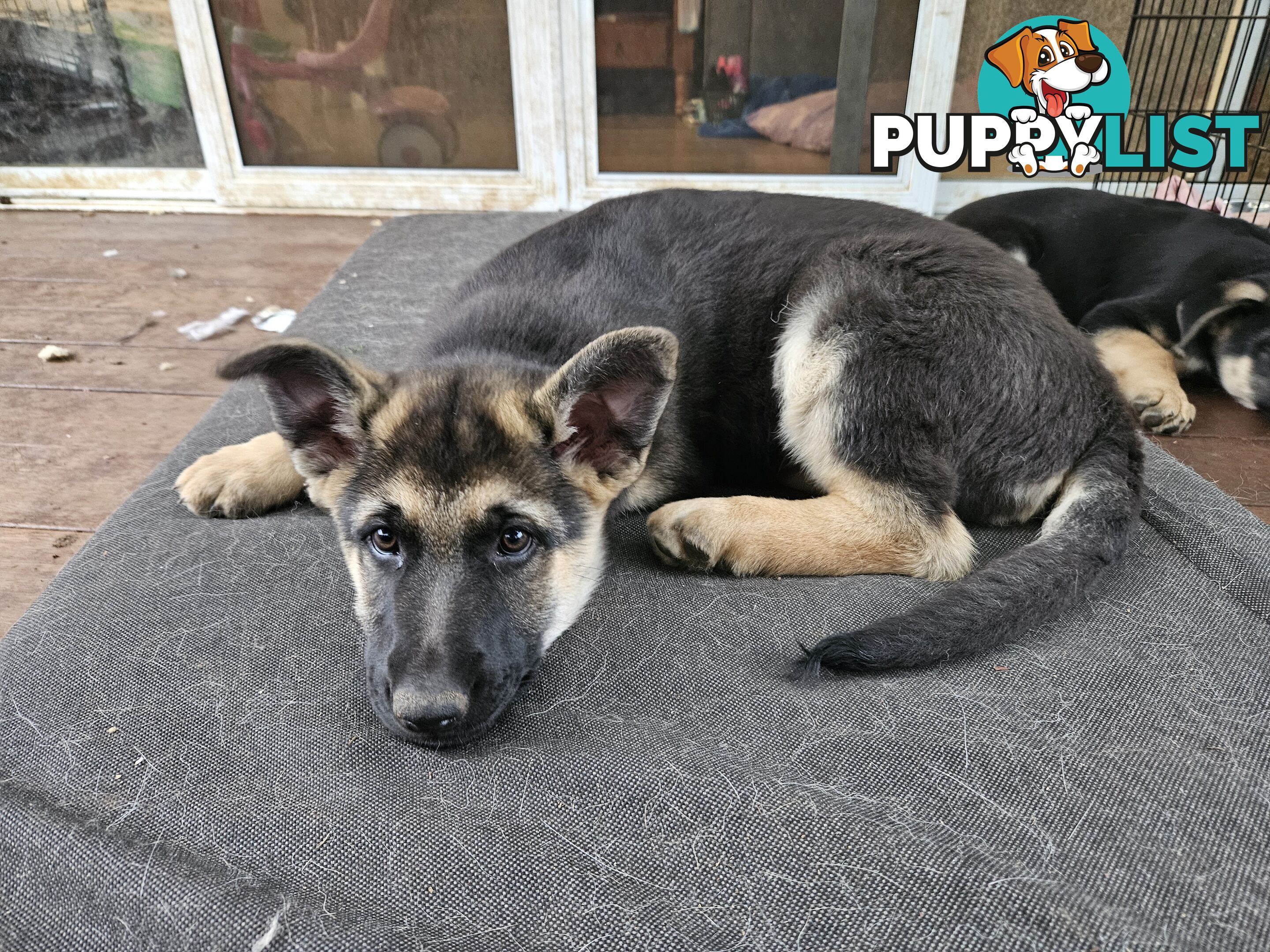 German Shepherd Pups