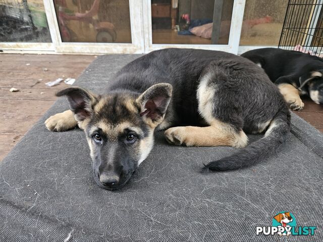 German Shepherd Pups