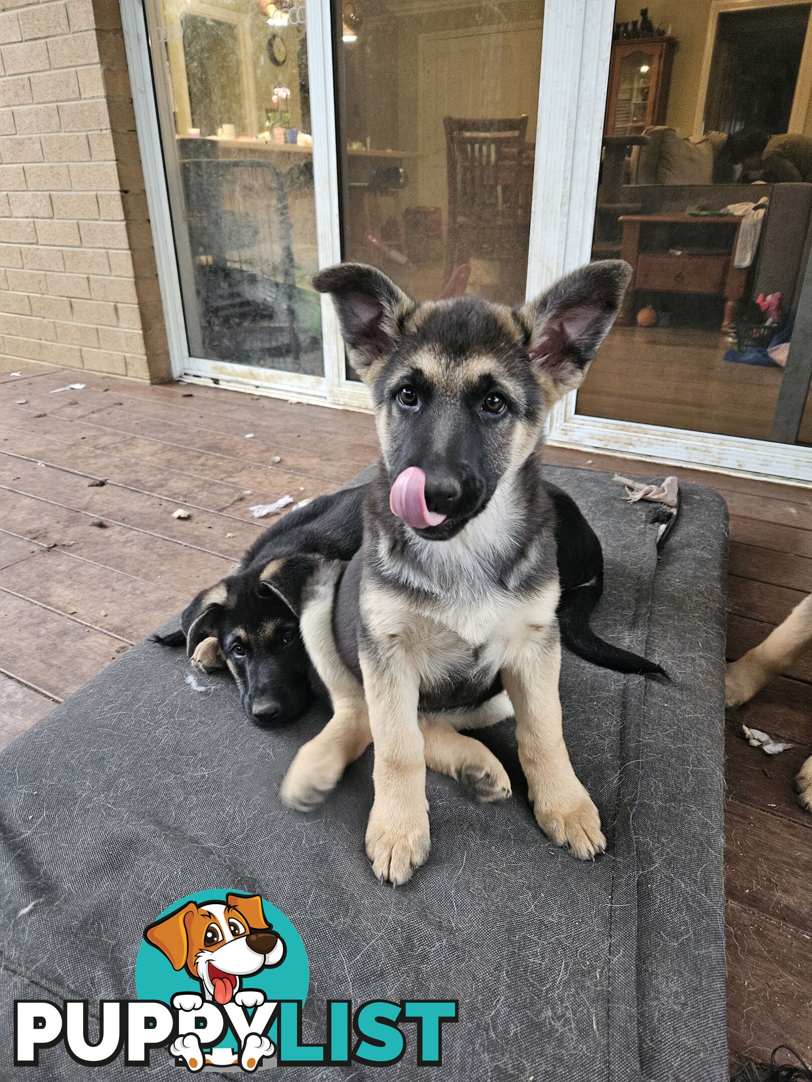 German Shepherd Pups