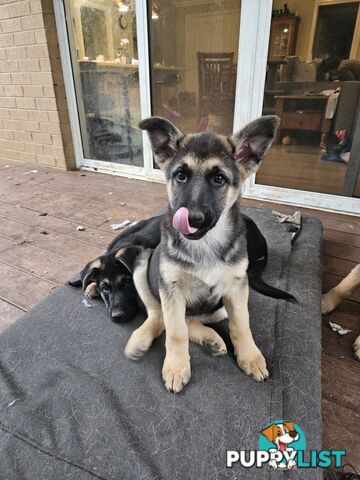 German Shepherd Pups