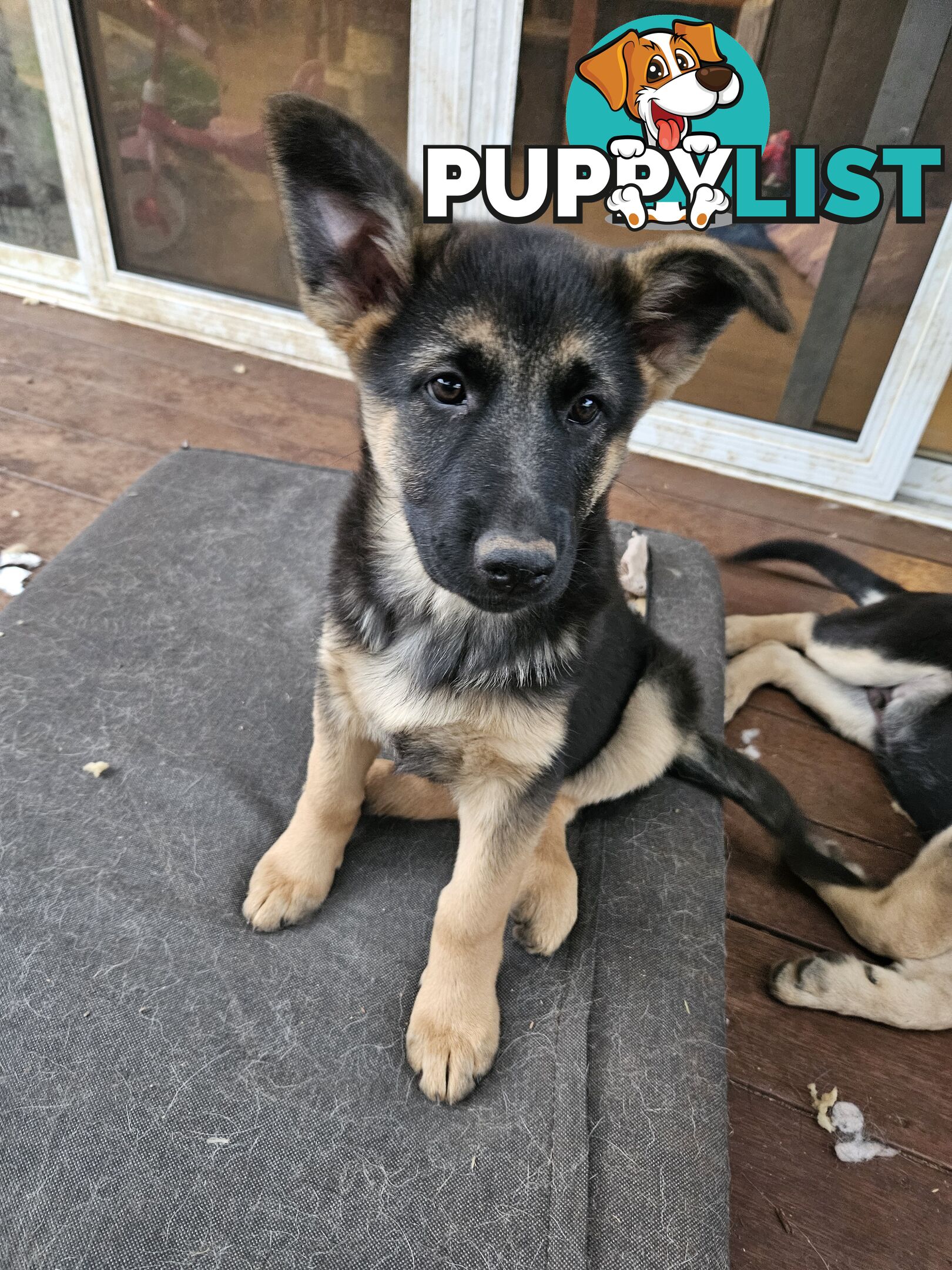 German Shepherd Pups