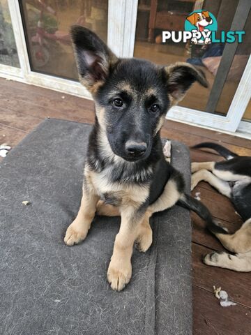 German Shepherd Pups