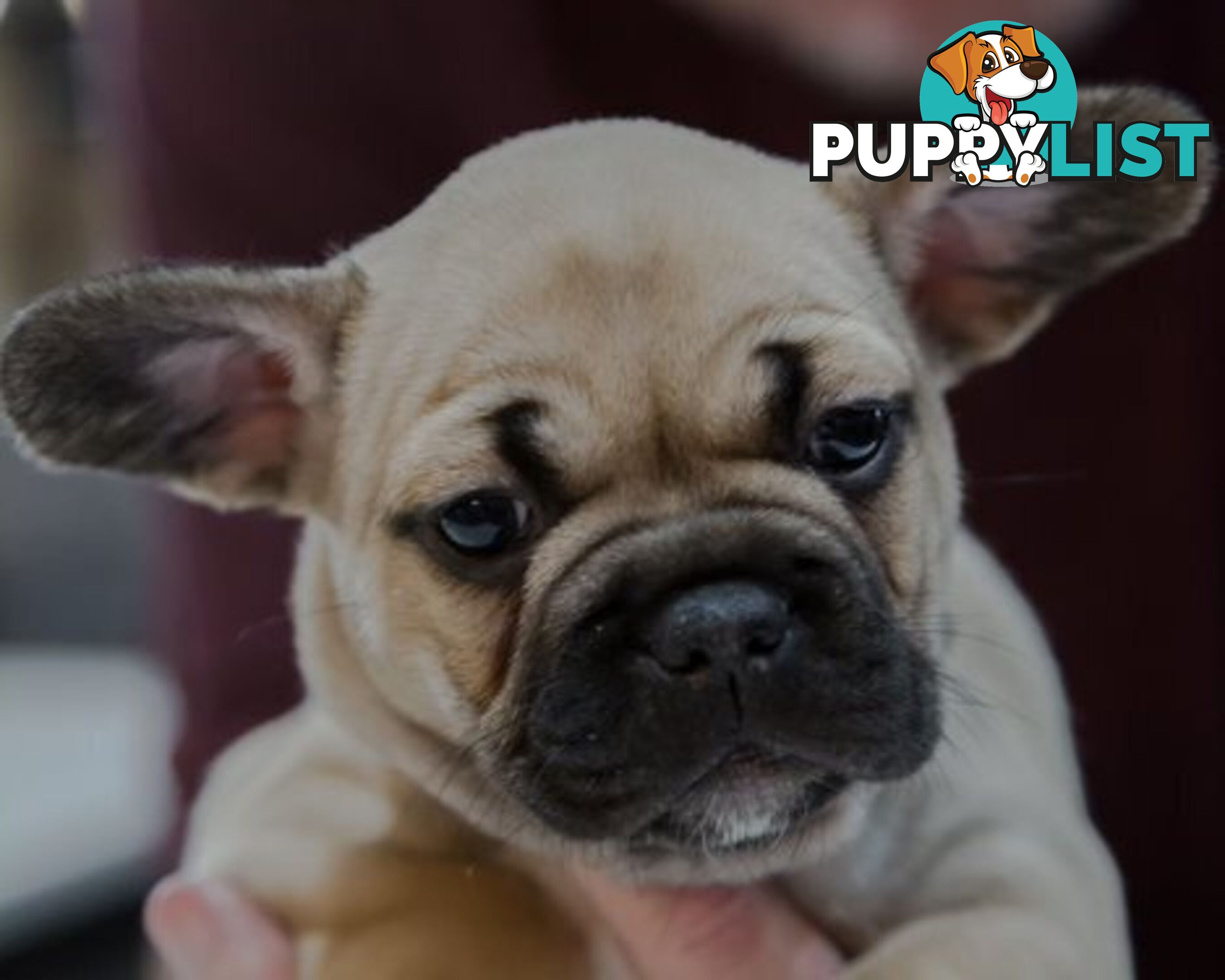 French Bulldog Puppies