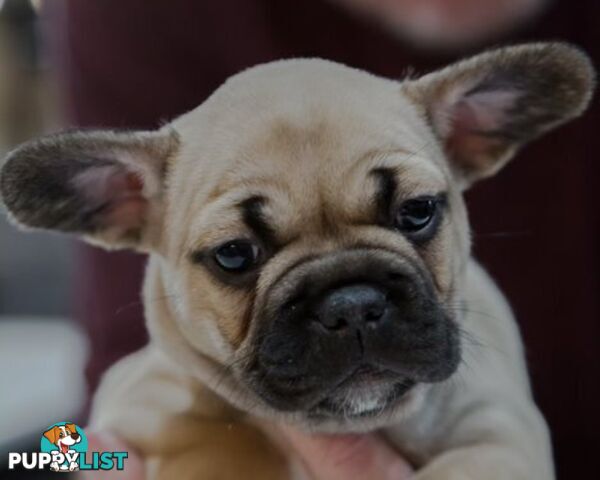 French Bulldog Puppies