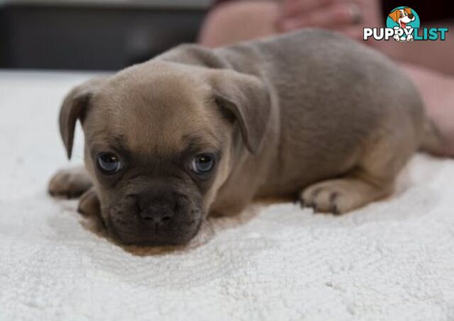 French Bulldog Puppies