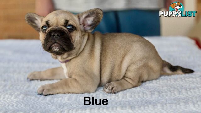 French Bulldog Puppies