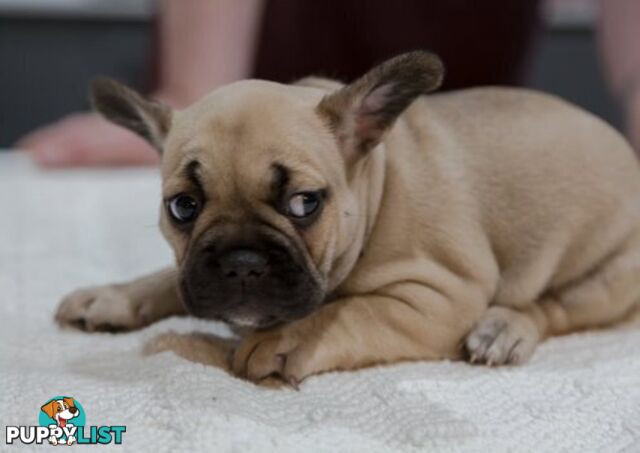 French Bulldog Puppies