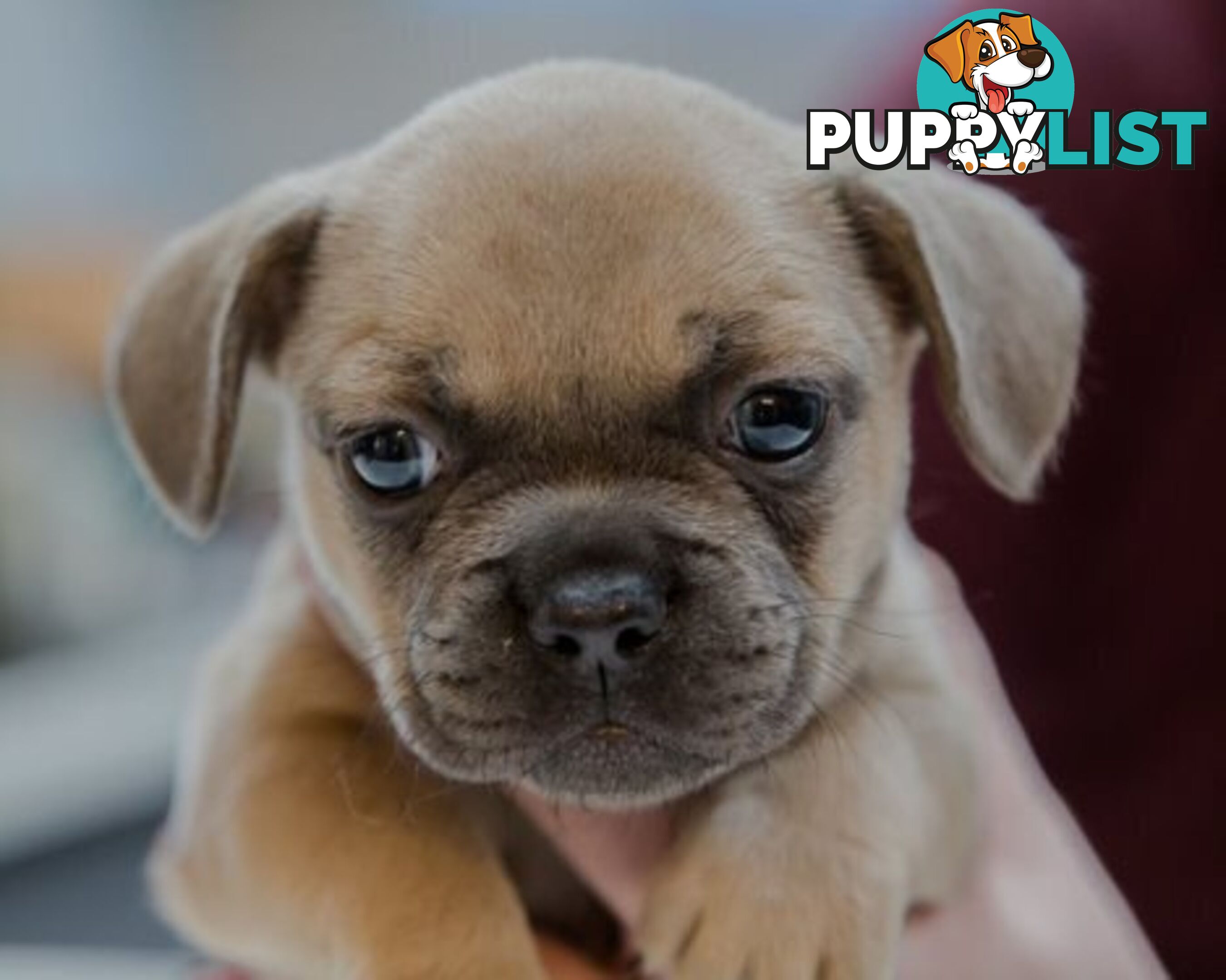 French Bulldog Puppies