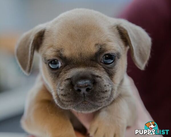 French Bulldog Puppies