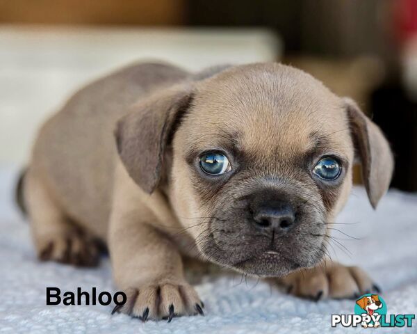 French Bulldog Puppies