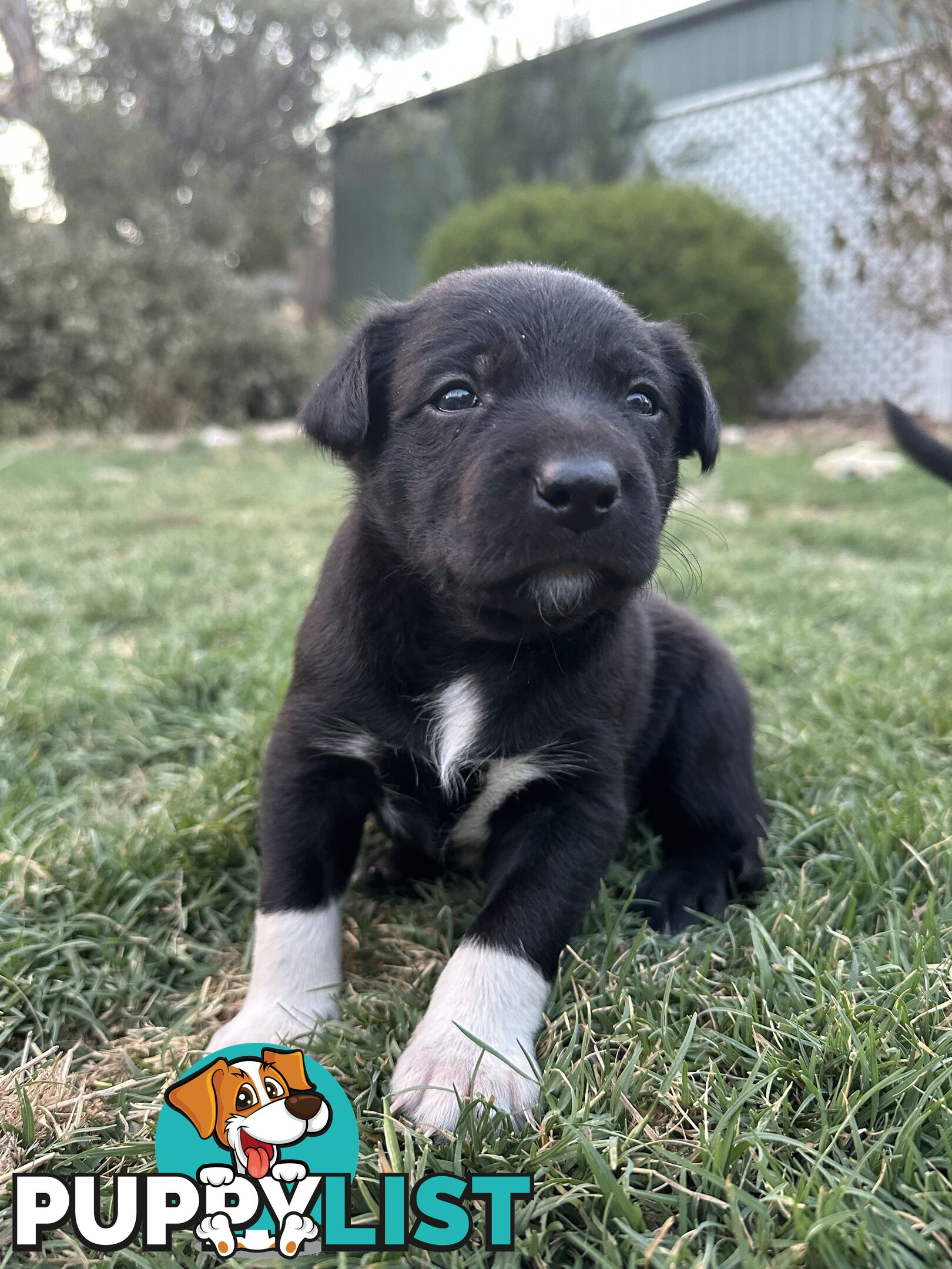 Gorgeous Border Collie X Kelpie Puppies! 1x Female, 1x Male.