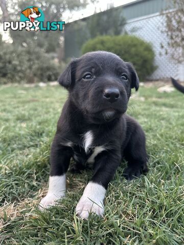 Gorgeous Border Collie X Kelpie Puppies! 1x Female, 1x Male.