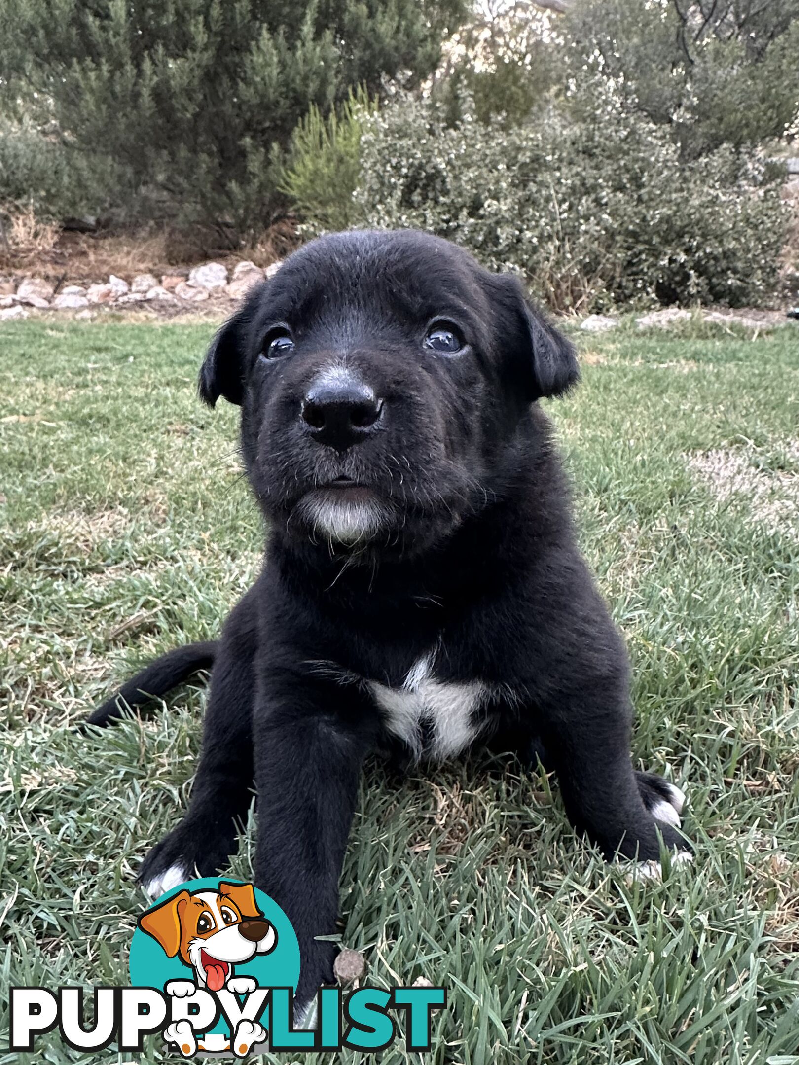 Gorgeous Border Collie X Kelpie Puppies! 1x Female, 1x Male.