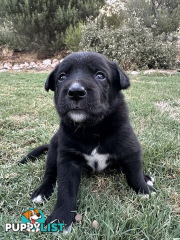 Gorgeous Border Collie X Kelpie Puppies! 1x Female, 1x Male.