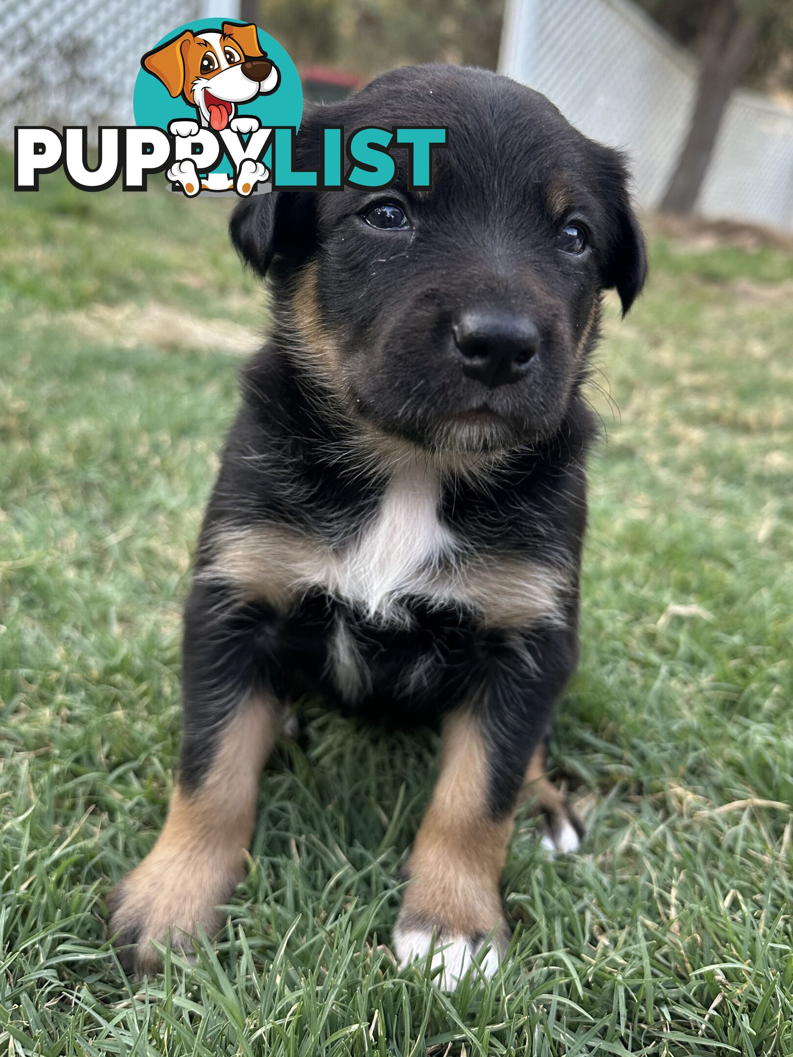 Gorgeous Border Collie X Kelpie Puppies! 1x Female, 1x Male.