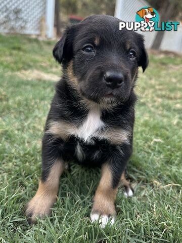 Gorgeous Border Collie X Kelpie Puppies! 1x Female, 1x Male.