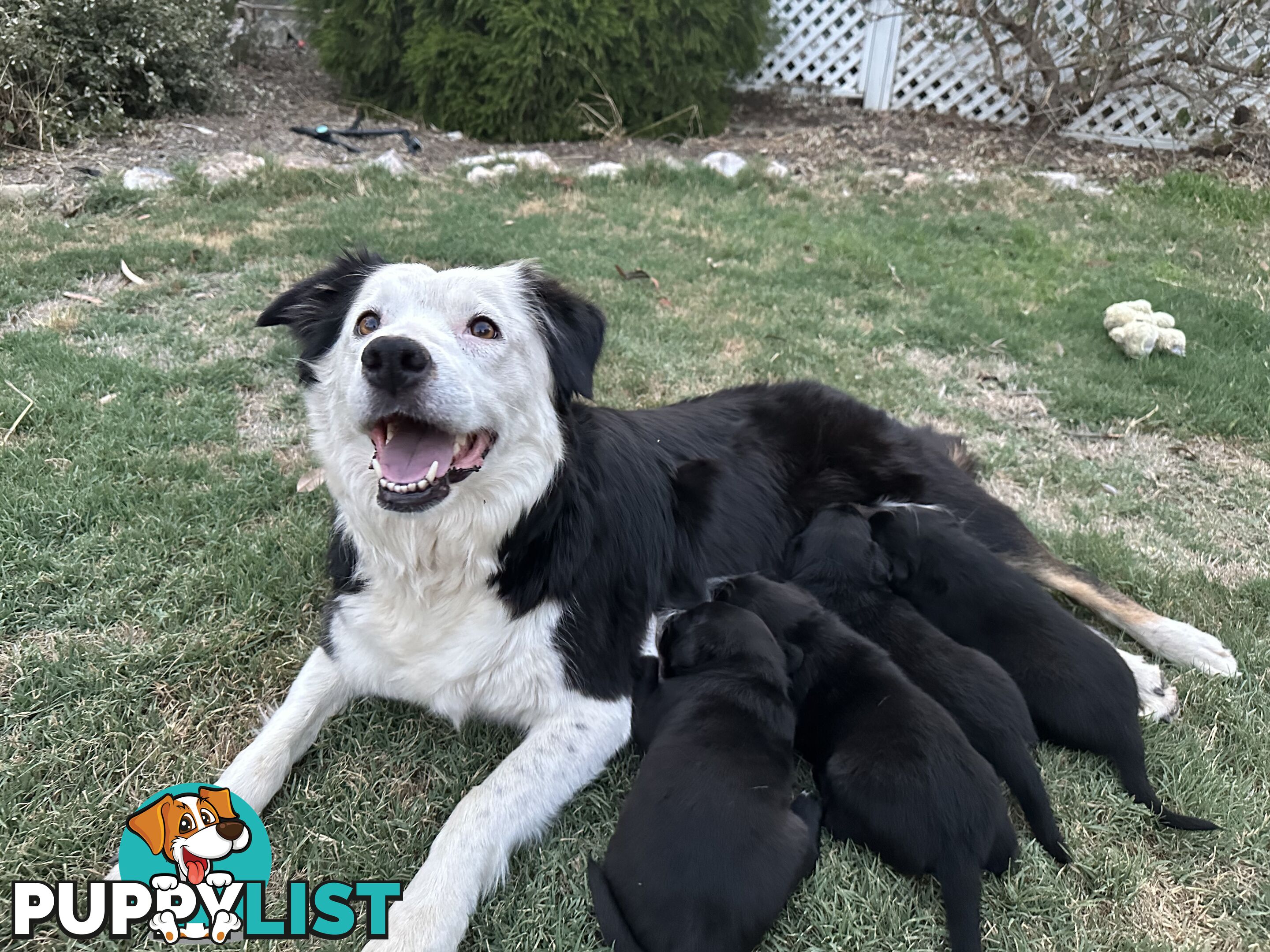 Gorgeous Border Collie X Kelpie Puppies! 1x Female, 1x Male.