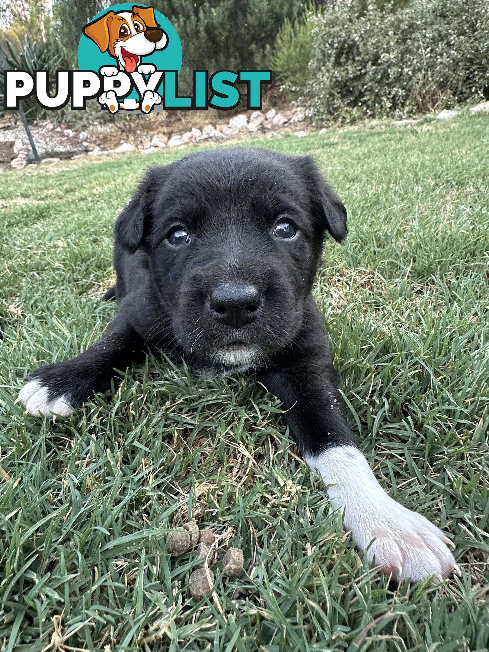 Gorgeous Border Collie X Kelpie Puppies! 1x Female, 1x Male.