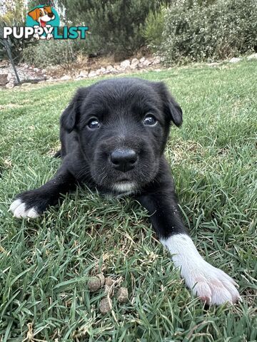 Gorgeous Border Collie X Kelpie Puppies! 1x Female, 1x Male.