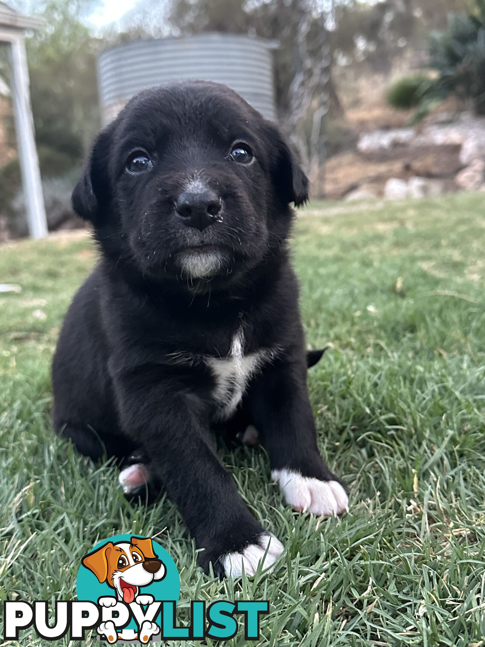 Gorgeous Border Collie X Kelpie Puppies! 1x Female, 1x Male.