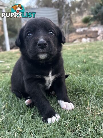 Gorgeous Border Collie X Kelpie Puppies! 1x Female, 1x Male.