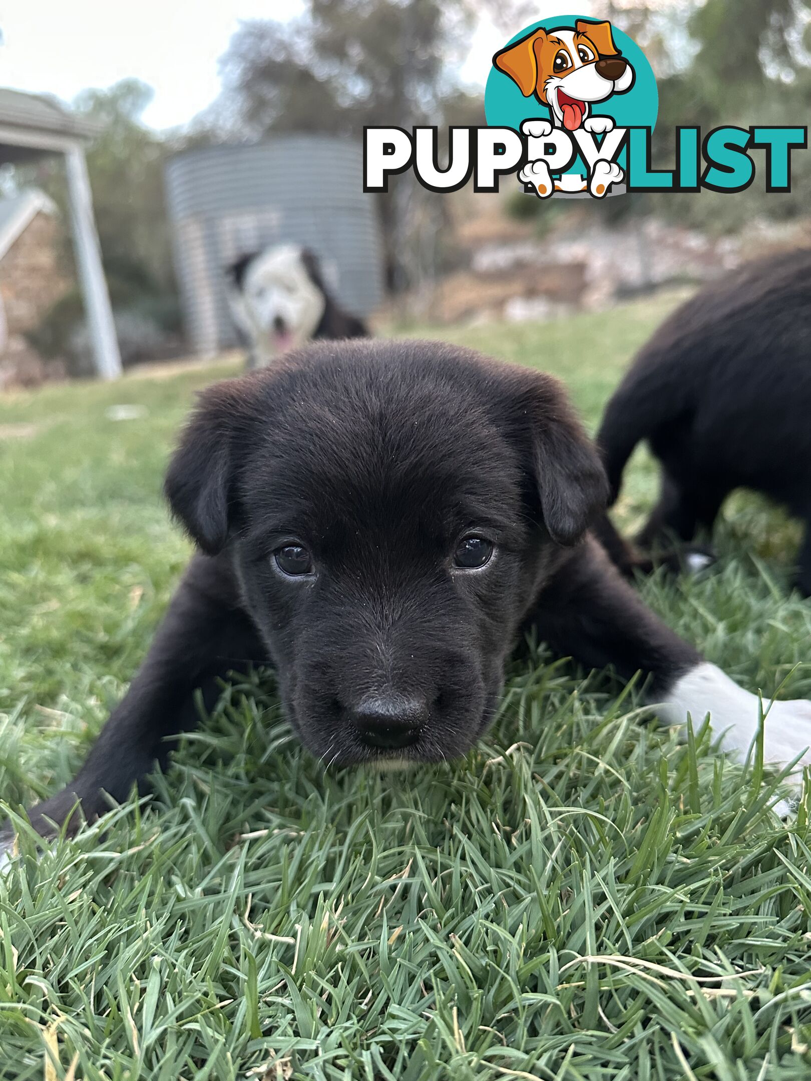 Gorgeous Border Collie X Kelpie Puppies! 1x Female, 1x Male.