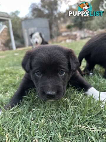 Gorgeous Border Collie X Kelpie Puppies! 1x Female, 1x Male.