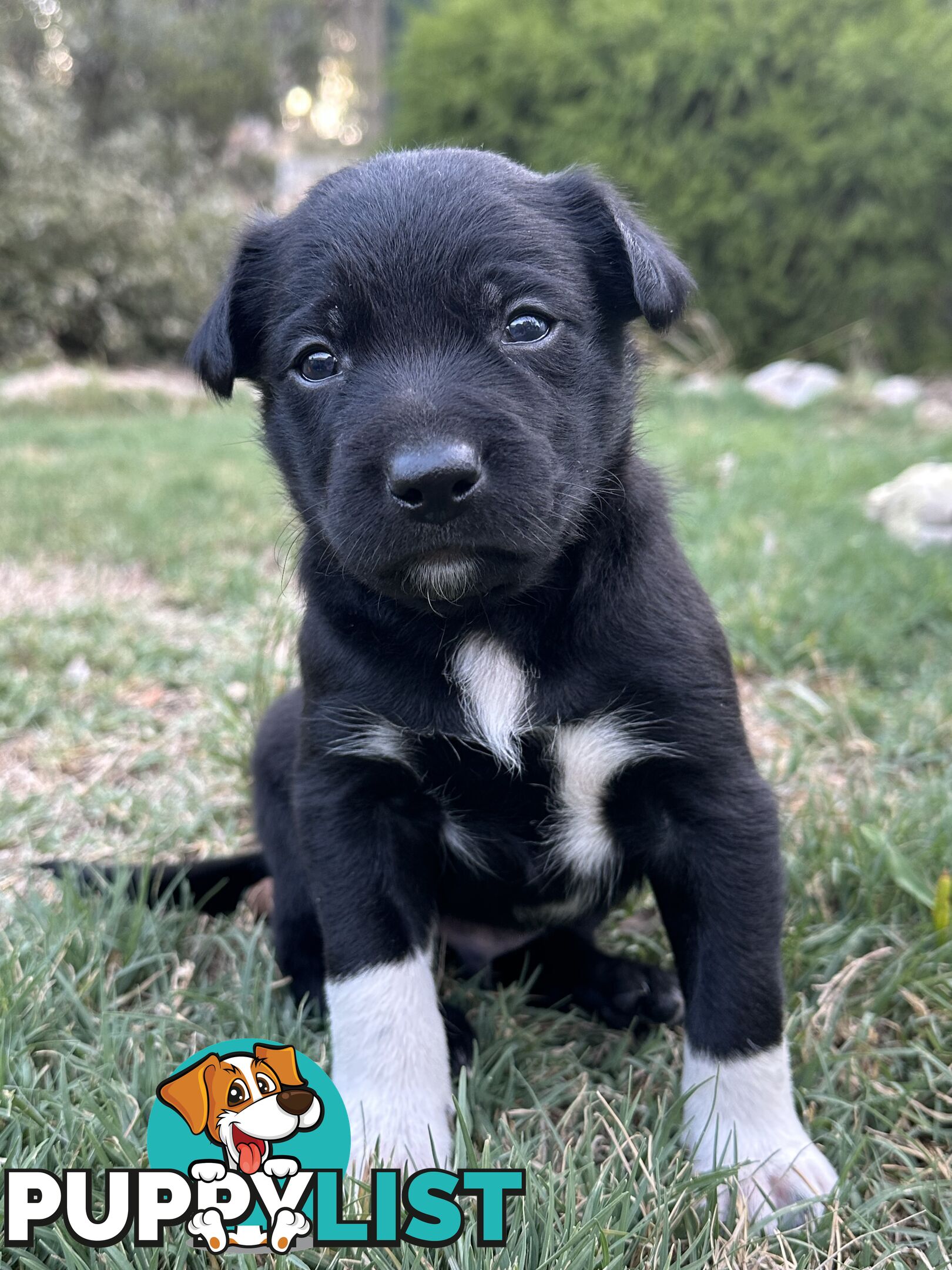 Gorgeous Border Collie X Kelpie Puppies! 1x Female, 1x Male.