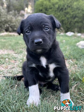 Gorgeous Border Collie X Kelpie Puppies! 1x Female, 1x Male.