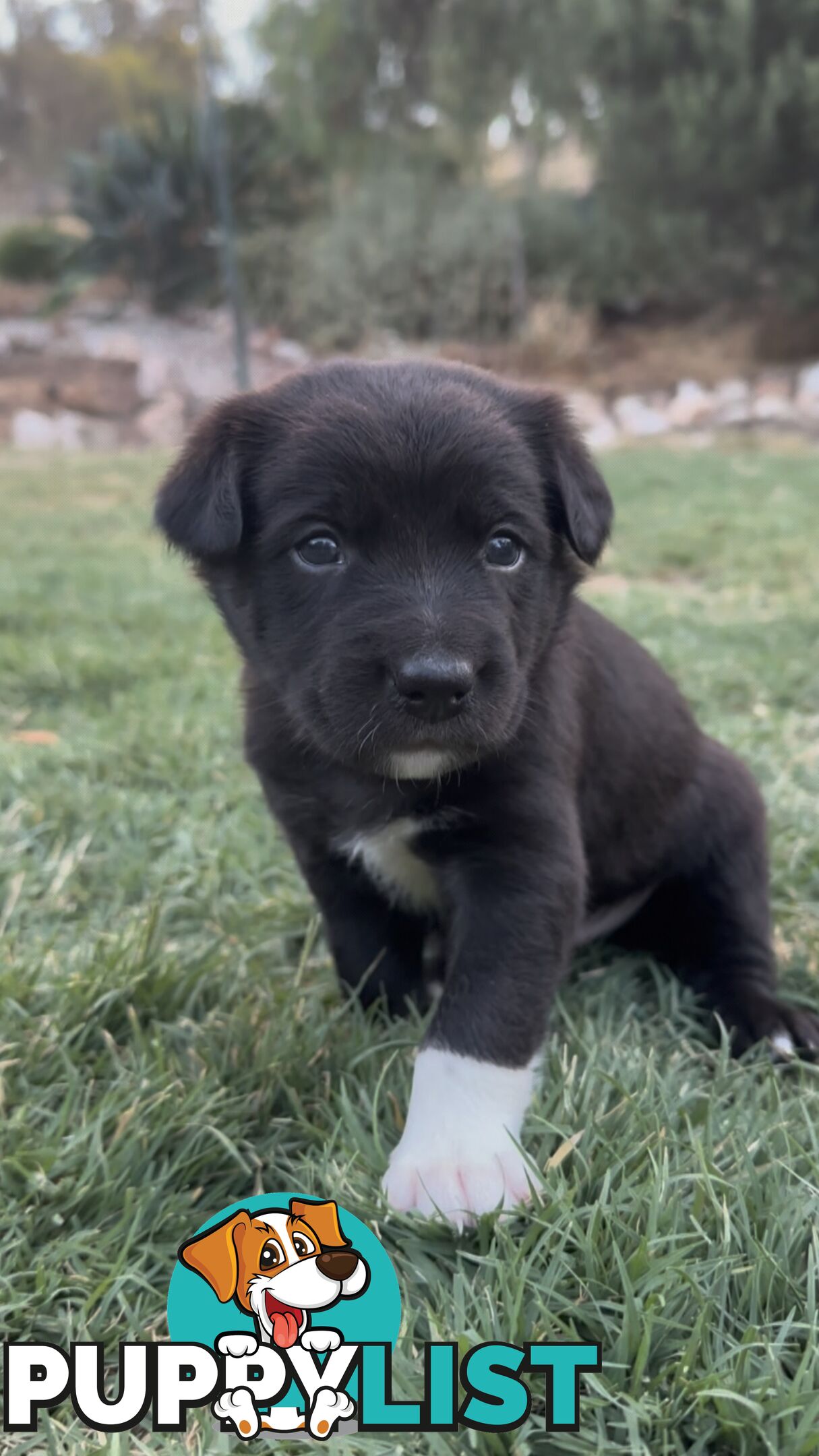 Gorgeous Border Collie X Kelpie Puppies! 1x Female, 1x Male.