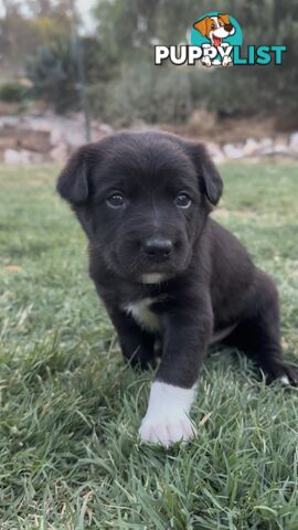 Gorgeous Border Collie X Kelpie Puppies! 1x Female, 1x Male.