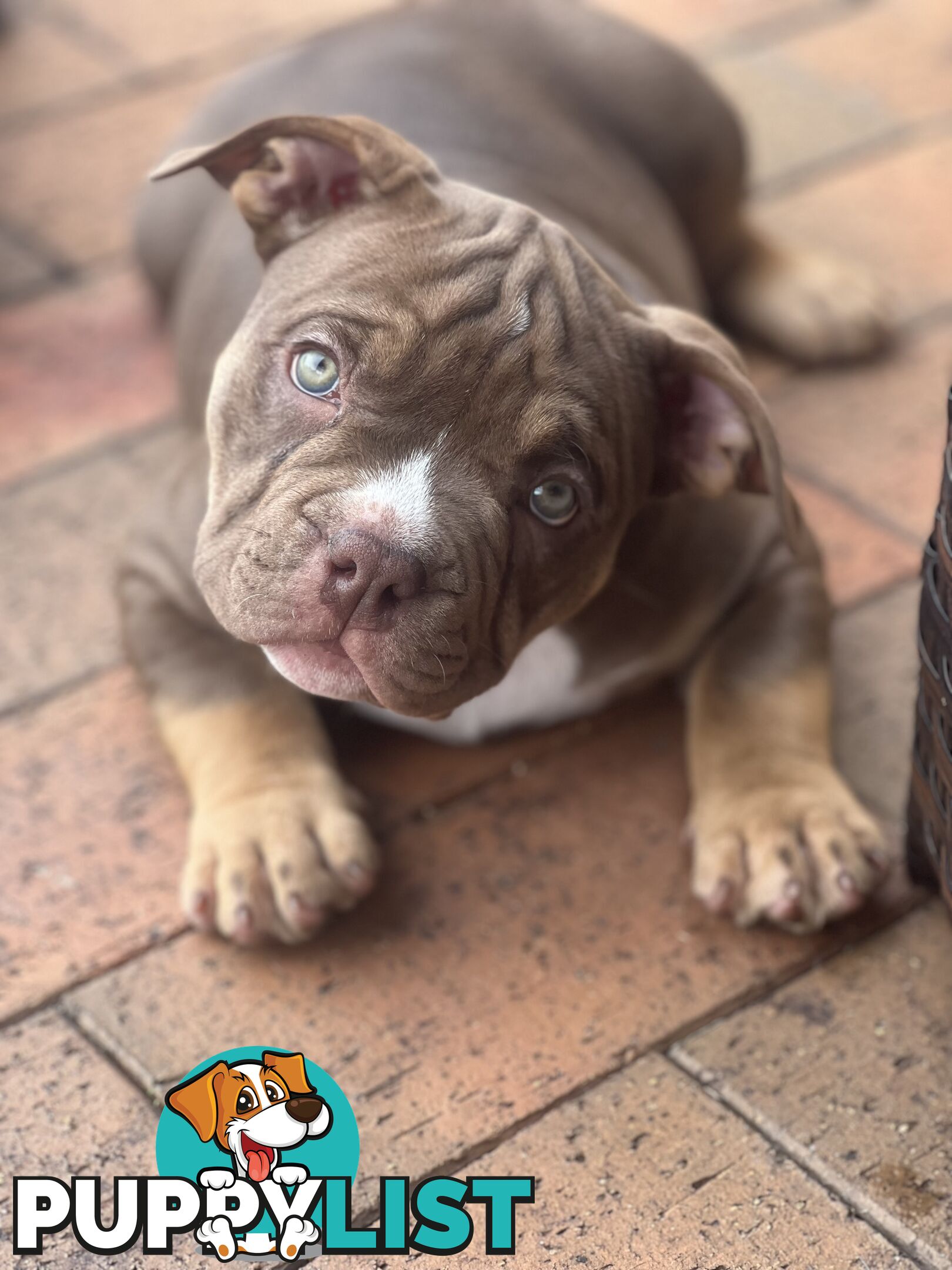 American Bully Pup