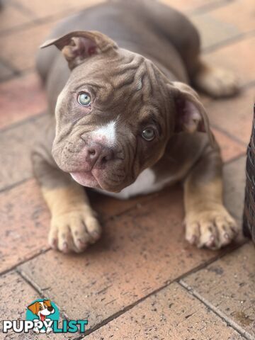 American Bully Pup